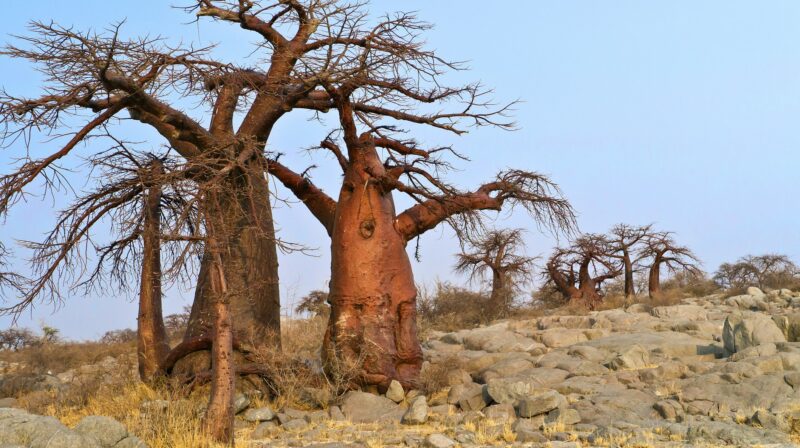 Baobab, Makgadikgadi Pans National Park, Botswana