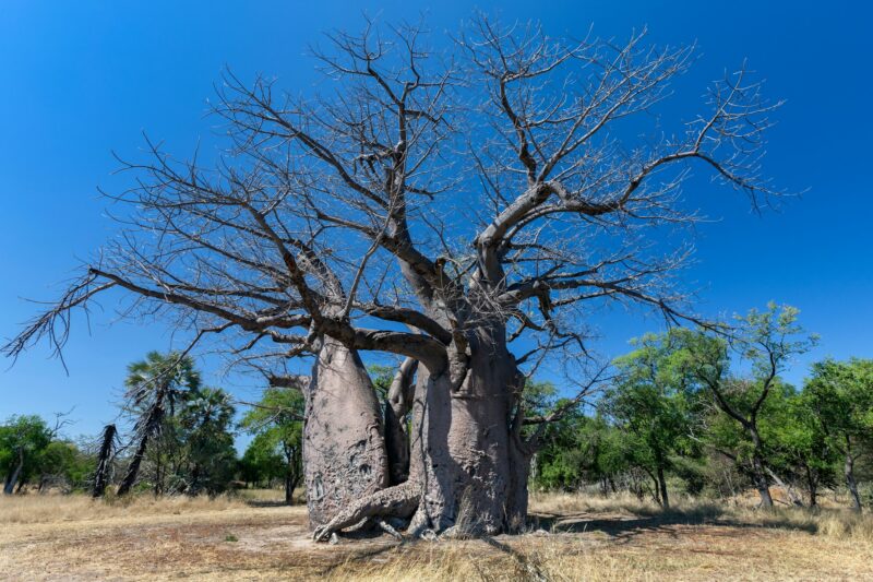 Baobab Tree - Botswana