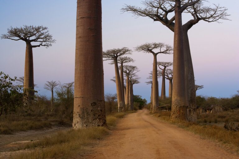 Baobab trees, Madagascar