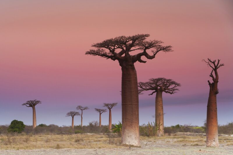 Baobab trees, Madagascar