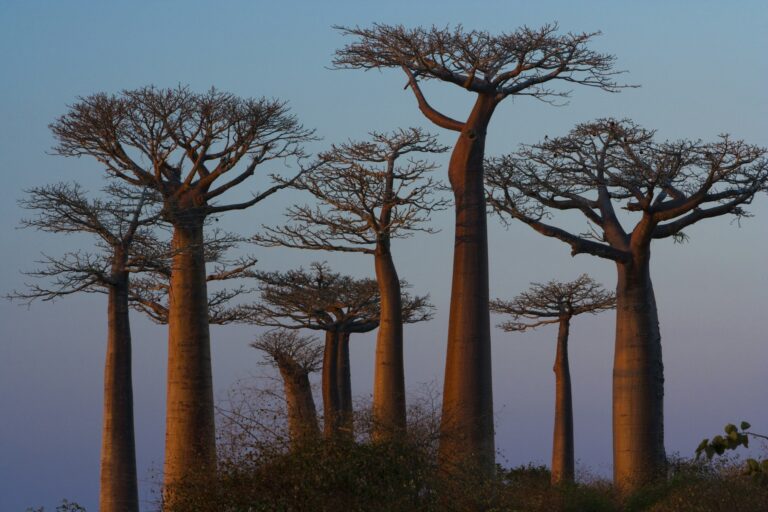 Baobab trees, Madagascar