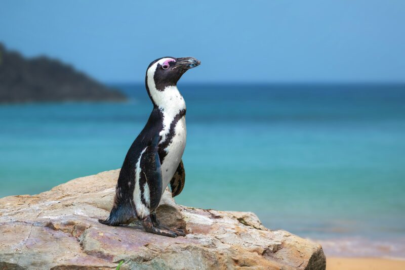 Beautiful African Penguin (spheniscus demersus)