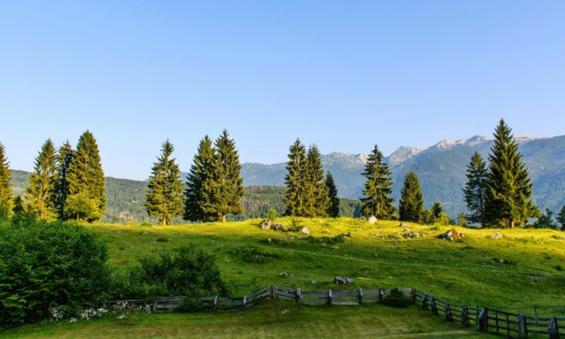 Beautiful green landscape with pine trees on meadow on top of hill