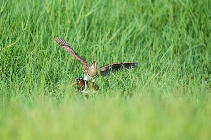 beautiful painted snipe unfold wings in the grass, rostratula benghalensis
