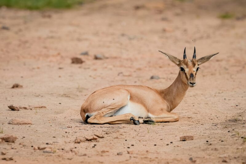 Beautiful shot of a Dorcas gazelle sitting on the sand