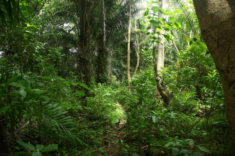 Beautiful shot of a jungle in Sierra Leone, West Africa.