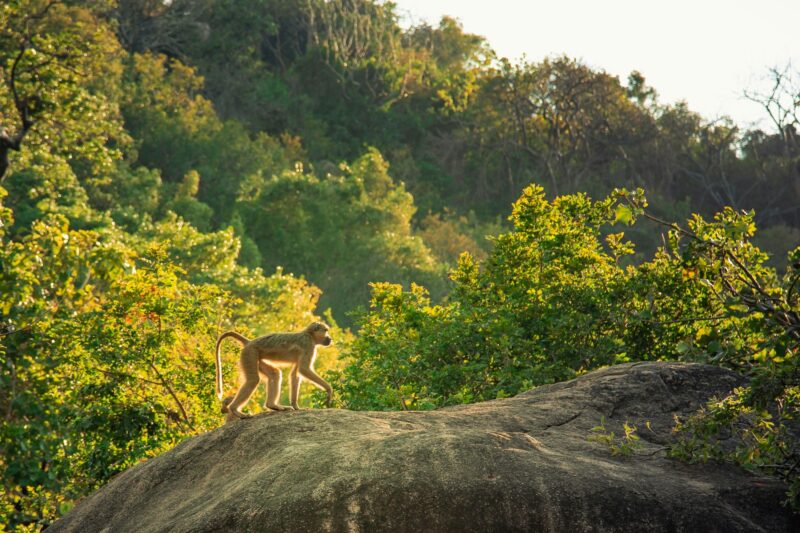 Beautiful shot of a monkey on a hill, sunny forest trees against a light sky in Malawi lake, Africa