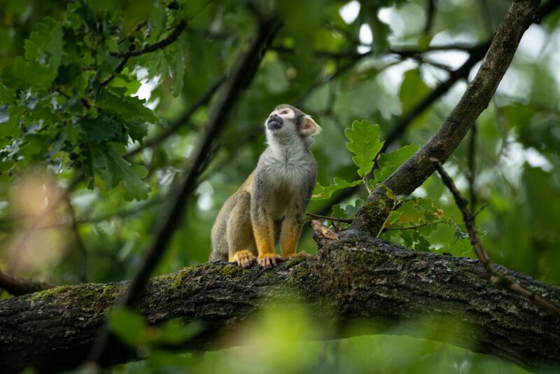 Beautiful shot of a Squirrel monkey on a tree