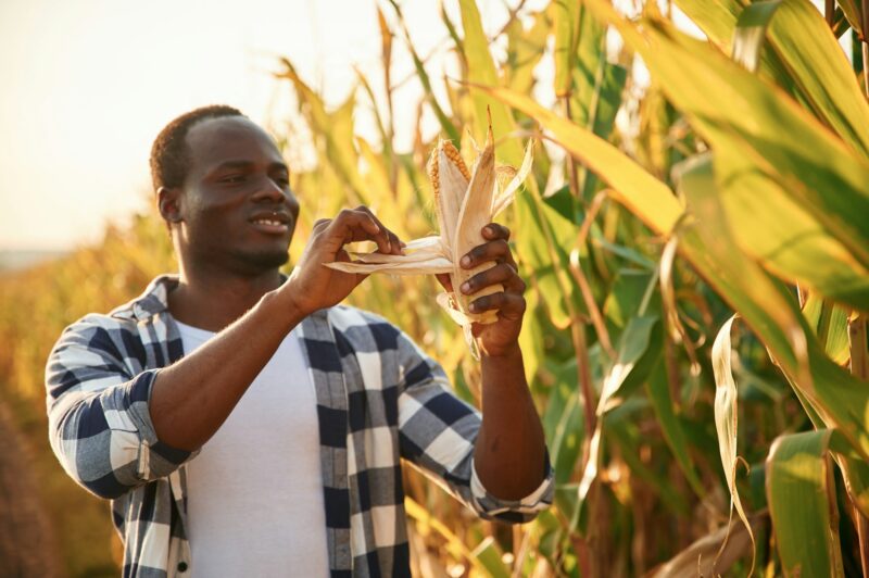 Beautiful sunlight. Young black man is standing in the cornfield at daytime