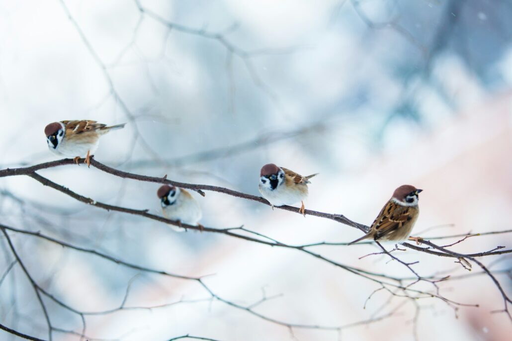 bird feeders. tree house for the birds. Bird feeder in winter p