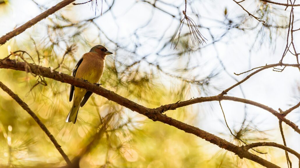 Bird on a branch