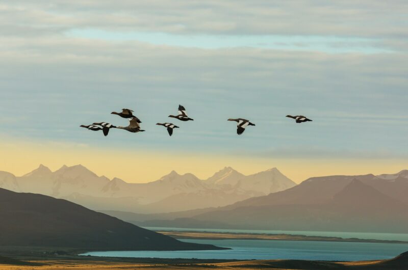 Birds in Patagonia