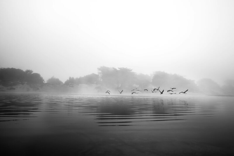 Birds in the mist