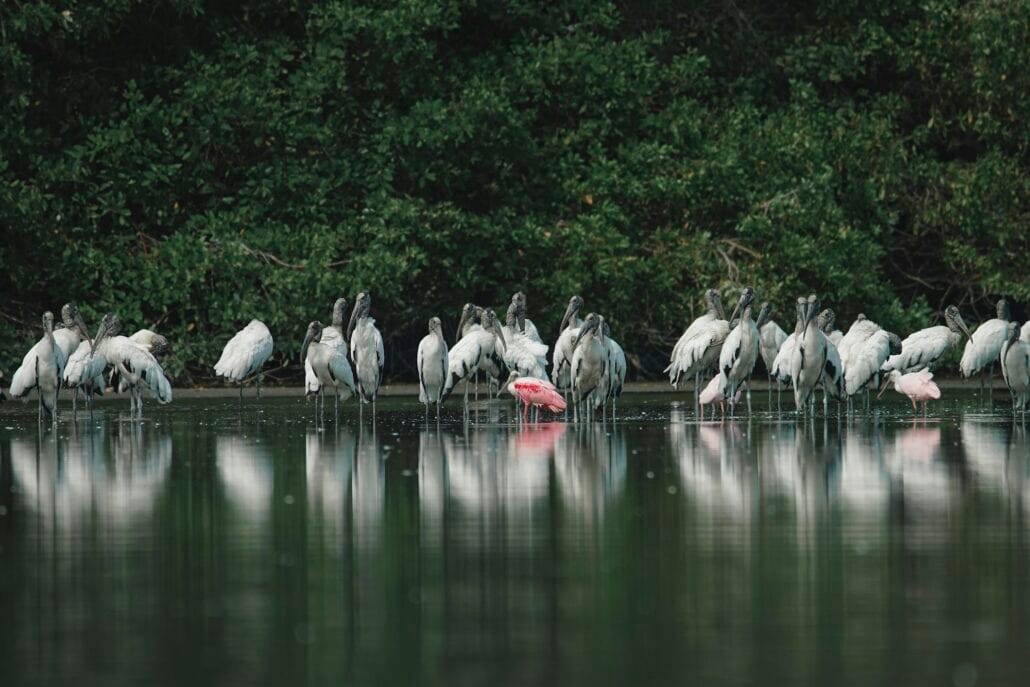 Birdwatching in Acapulco
