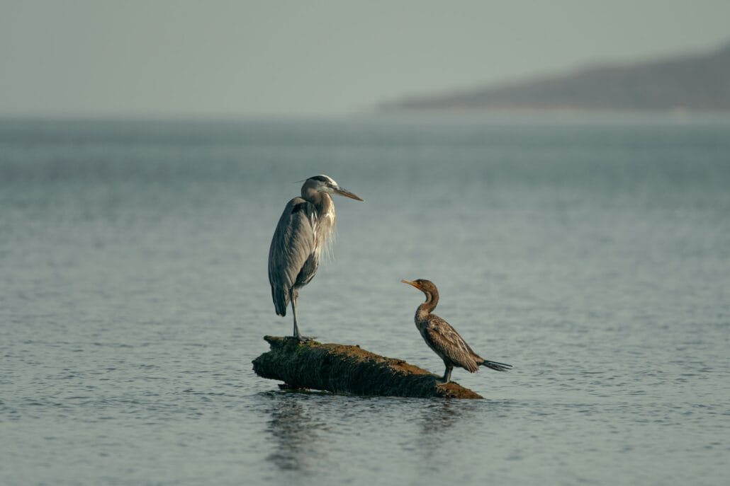 Birdwatching in Loreto