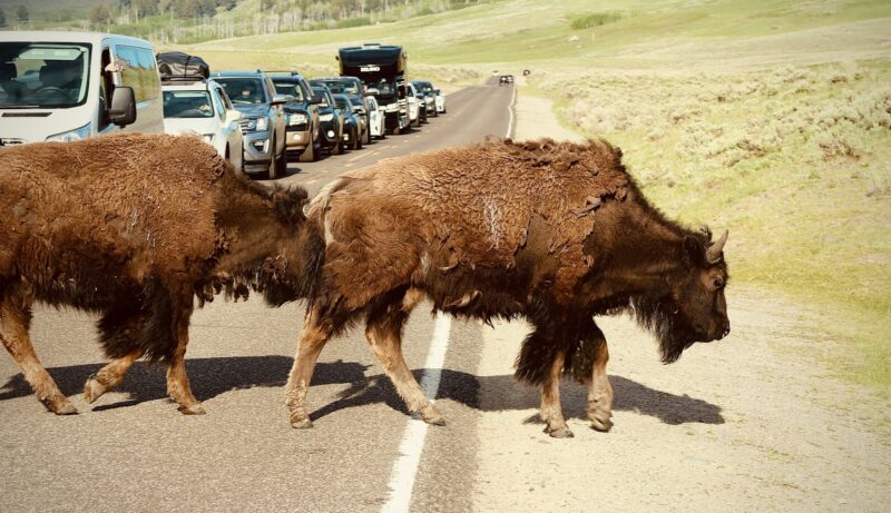 Bison crossing roadway in Yellowstone national park
