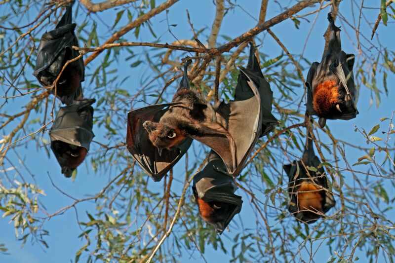 Black flying foxes hanging in a tree - Australia