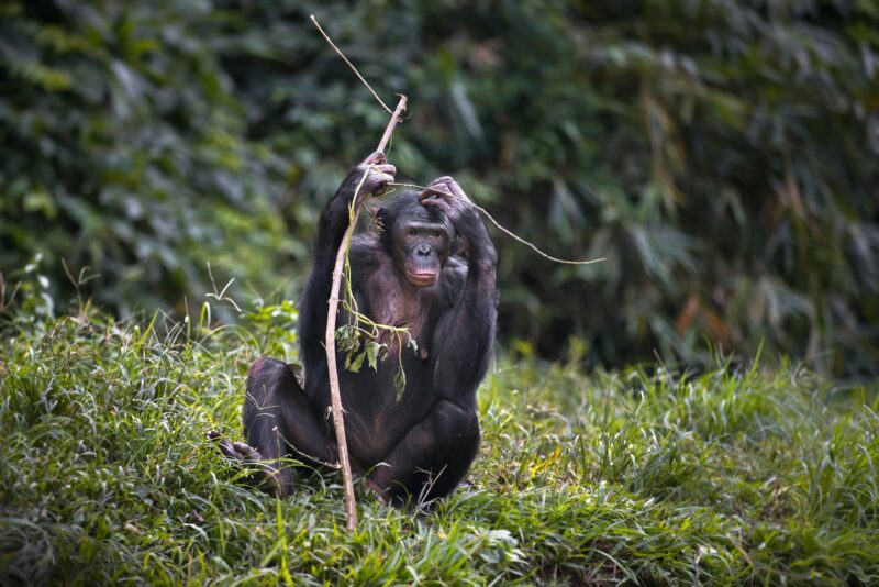 Bonobo monkey sitting with a wooden pole in the Democratic Republic of the Congo