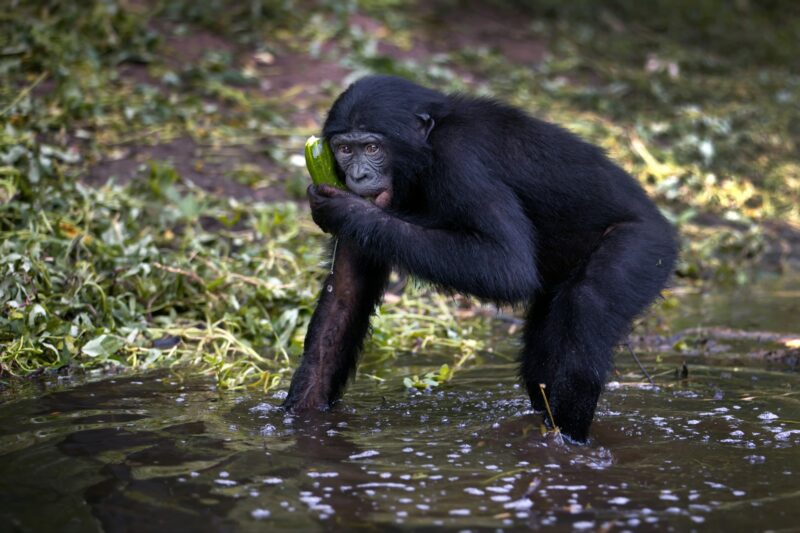 Bonobo monkey standing near a lake in the Democratic Republic of the Congo