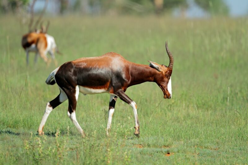 Bontebok antelope in natural habitat