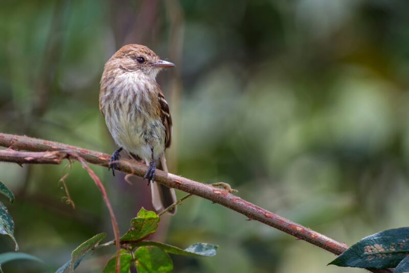 Myiophobus fasciatus / Brand-colored Flycatcher. Tinny songbird in the nature habitat