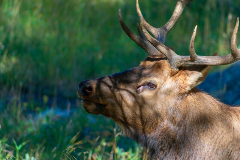 Bull elk in natural habitat