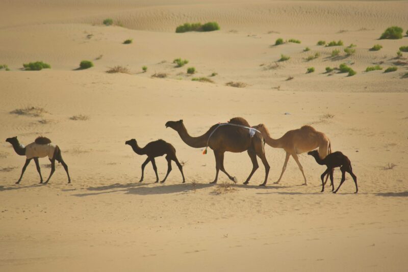 Camels walking together in the sandy desert wilderness in the late afternoon