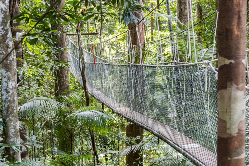 Canopy walk within Taman Negara National Park rainforest is popular eco tourism activity