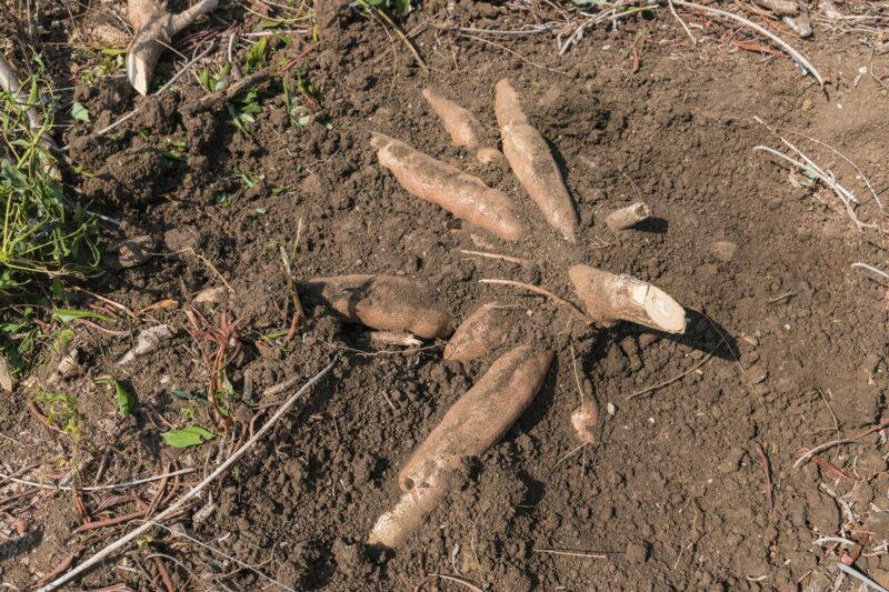 Cassava root or manioc plant field,harvesting agricultural products