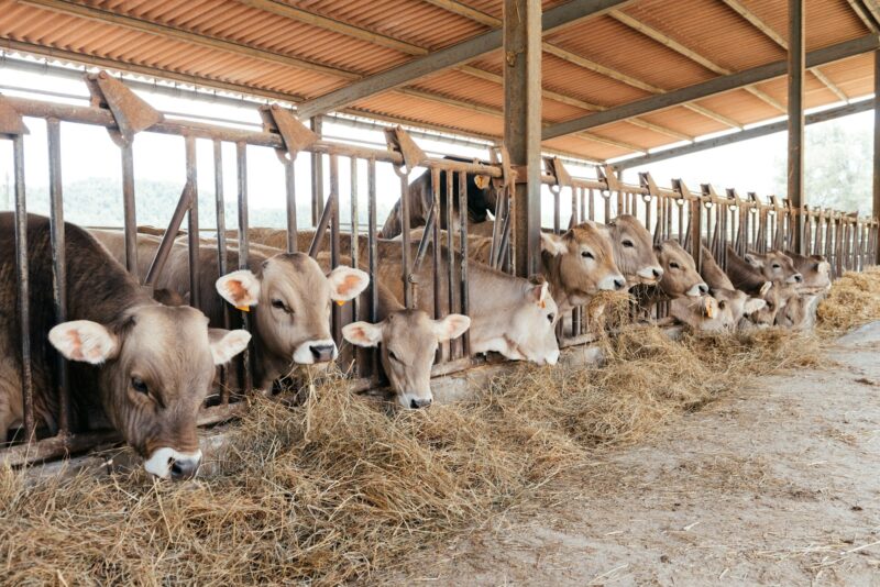 Cattle Grazing On Hay In A Covered Barn During Daytime Feed