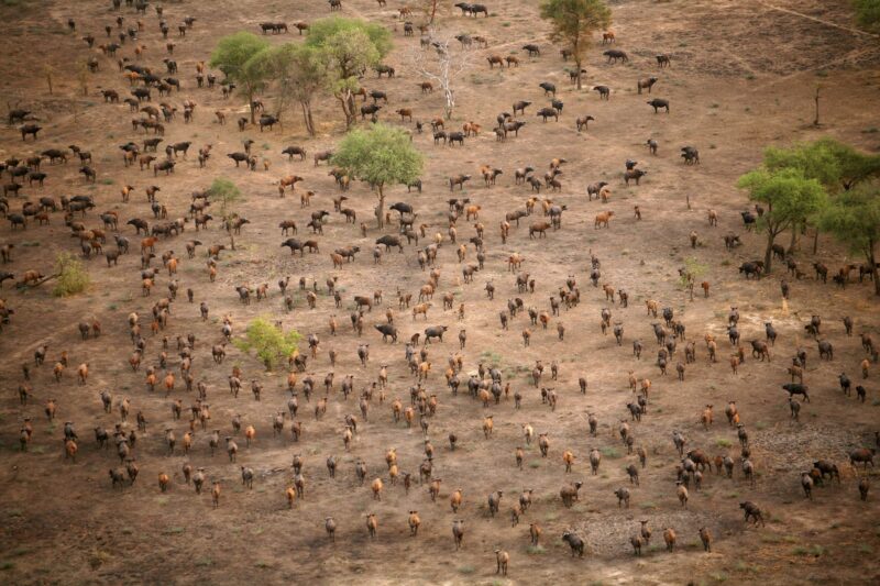 Chad, Zakouma National Park, Aerial view of herd of African buffalo, on the move