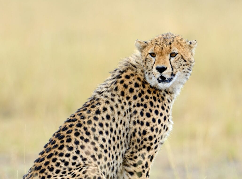 Cheetah