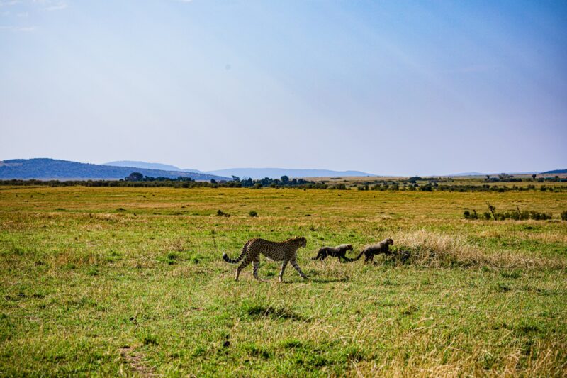Cheetah Wildlife Wild Animas Maasai Mara National Game Reserve Kenya
