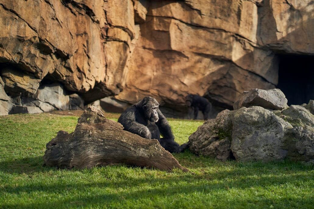 Chimpanzee in captivity in a recreation of the equatorial forest