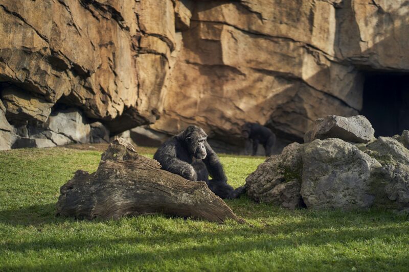 Chimpanzee in captivity in a recreation of the equatorial forest