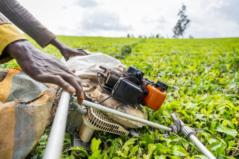 Close-up of a farmer's hands holding a harvester in a tea field in Africa