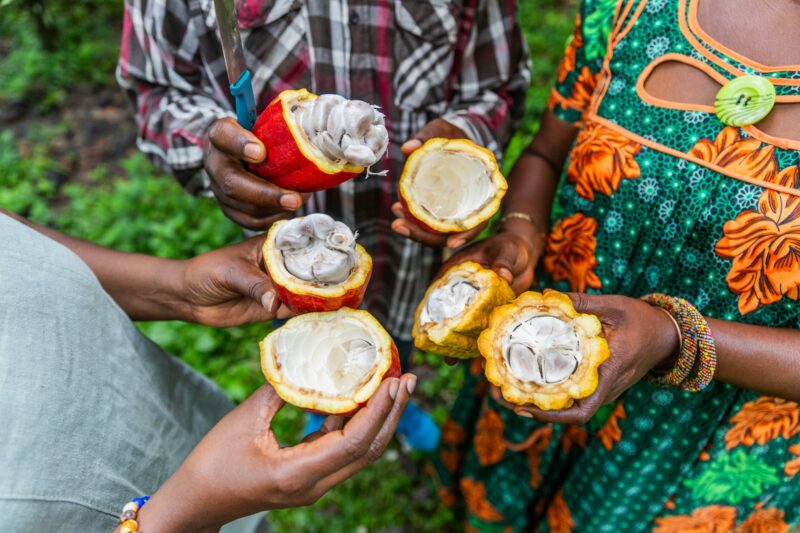 Close up of three African farmers showing their cocoa pods cut open