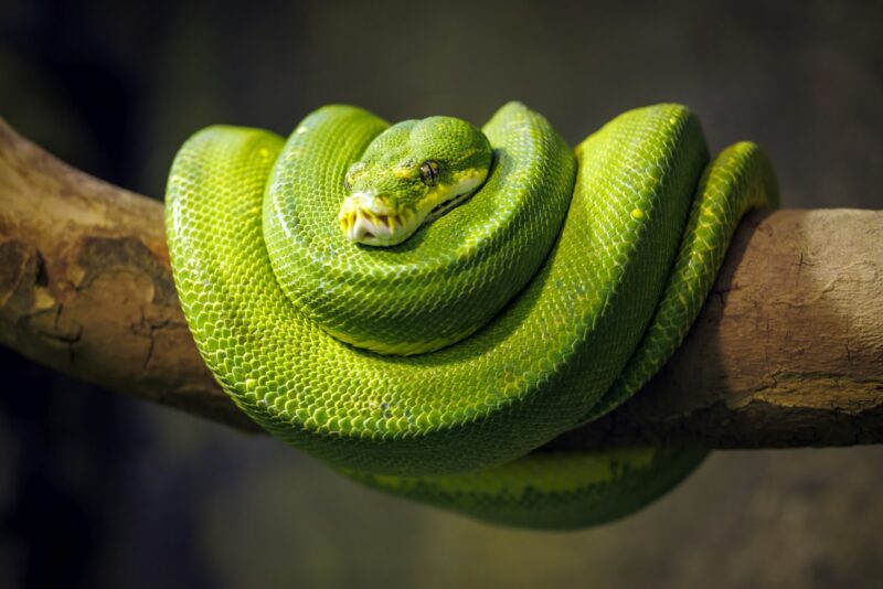 close up portrait of a Green tree python (Morelia viridis) at habitat