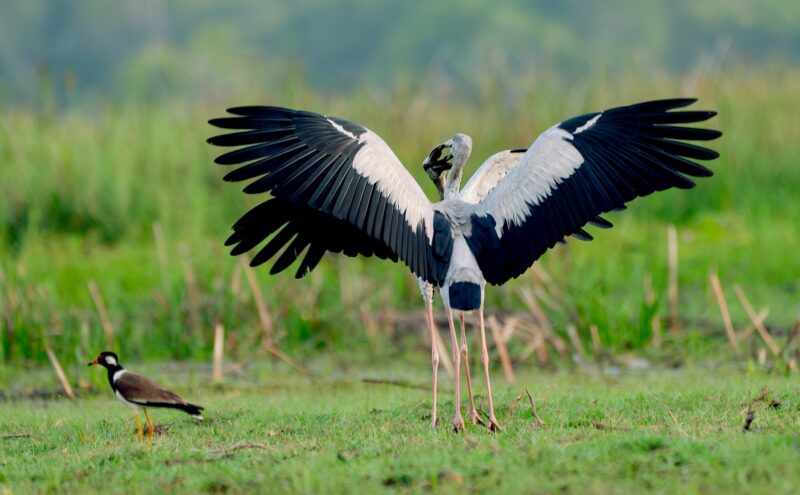 Close up two of Openbill stork spread your wings to fight together for food in grass field