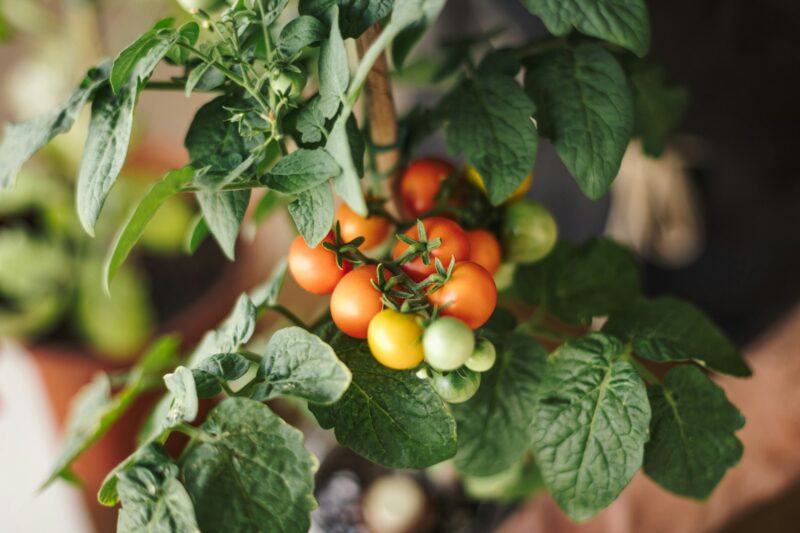 Close up view of a home farming cherry tomato plant with small red tomatoes