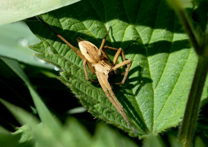 Closeup of a Nursery Web Spider (Pisaura mirabilis) on Stinging Nettles in forest park on sunny day