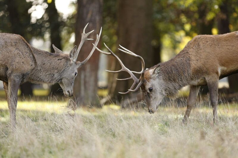 Closeup of Barbary stags (Cervus elaphus barbarus) fighting with each other with their horns