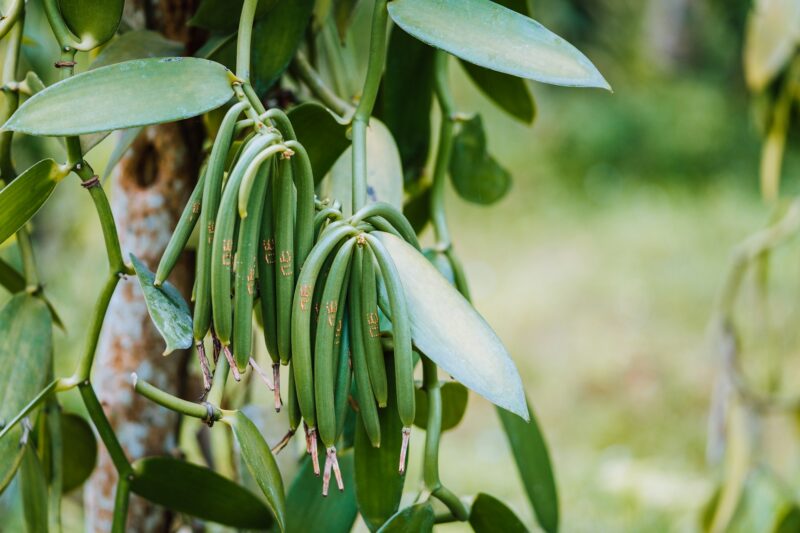 Closeup of vanilla plant green pod on plantation. Agriculture in tropical climate