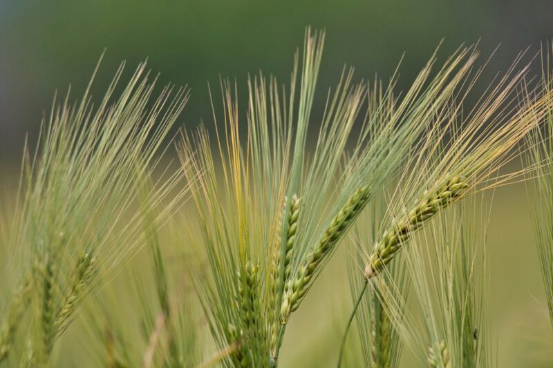 Closeup shot of triticale plants with blurred background n