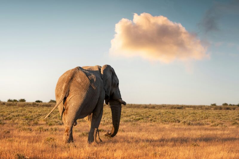 Closeup view of big African Elephant