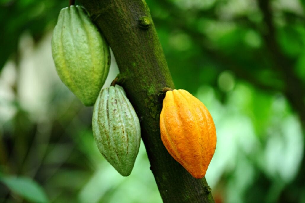 Cocoa pod