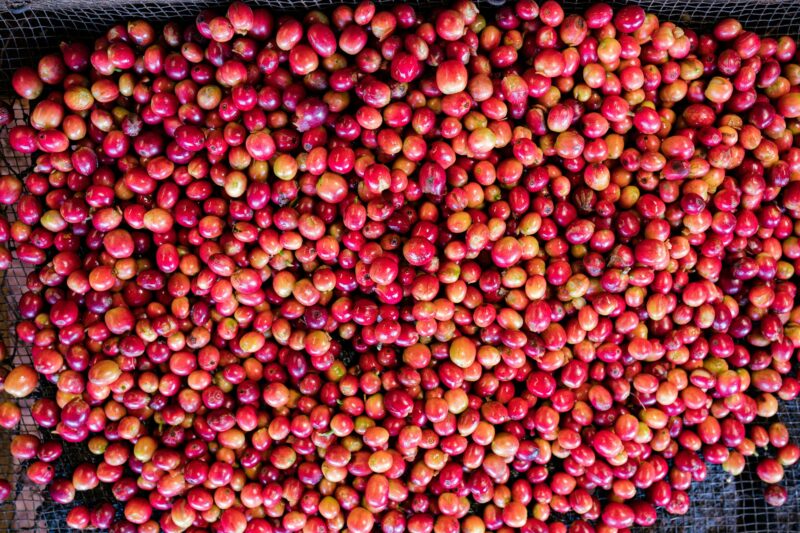 Coffee Beans Berries Farm Farming Agriculture In Kenya East Afrca