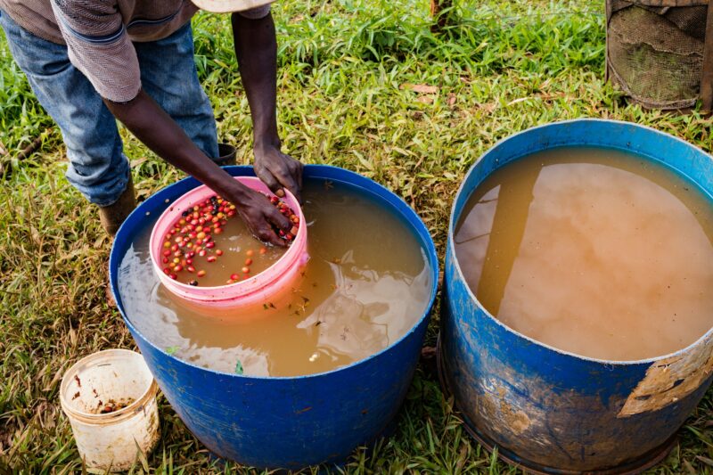 Coffee Beans Berries Farm Farming Agriculture In Kenya East Afrca