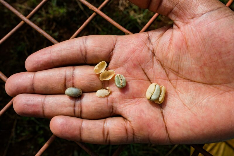 Coffee Beans Berries Farm Farming Agriculture In Kenya East Afrca
