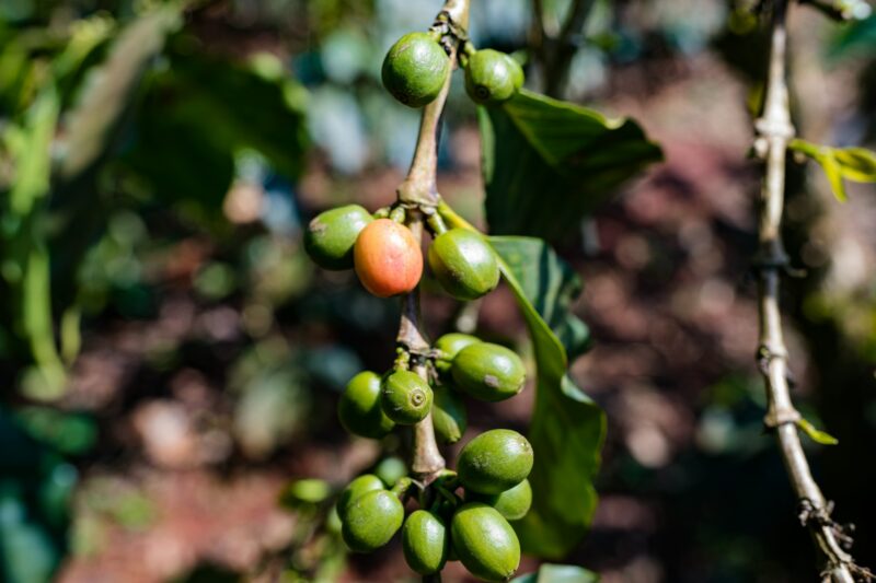 Coffee Beans Berries Farm Farming Agriculture In Kenya East Afrca